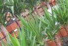 Newmanplant-nursery-10.jpg; ?>