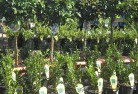 Newmanplant-nursery-14.jpg; ?>