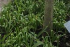 Newmanplant-nursery-23.jpg; ?>