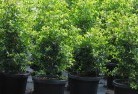 Newmanplant-nursery-24.jpg; ?>